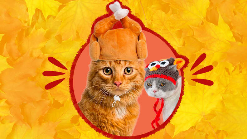 7 Thanksgiving Cat Outfit Options For The Cats Who Love To Steal The Show DodoWell The Dodo