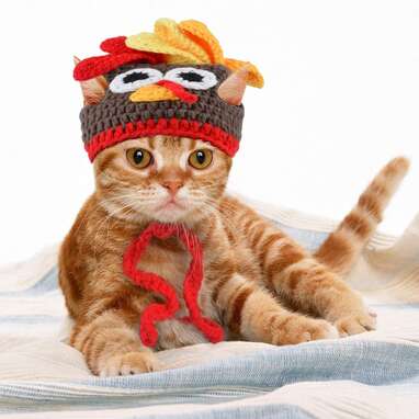 To stay warm and on theme: Legendog Cat Costume Turkey Hat