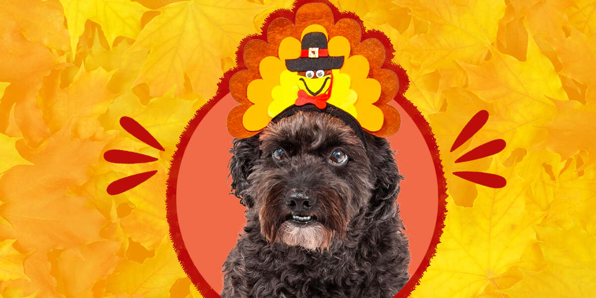 Dog Thanksgiving Outfit: 9 Options That Your Guests Will Definitely Gobble  About - DodoWell - The Dodo