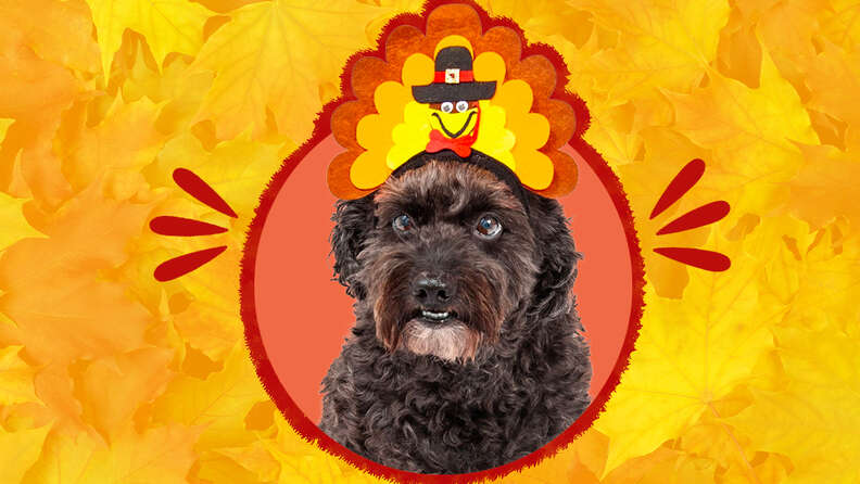Cute thanksgiving top dog outfits