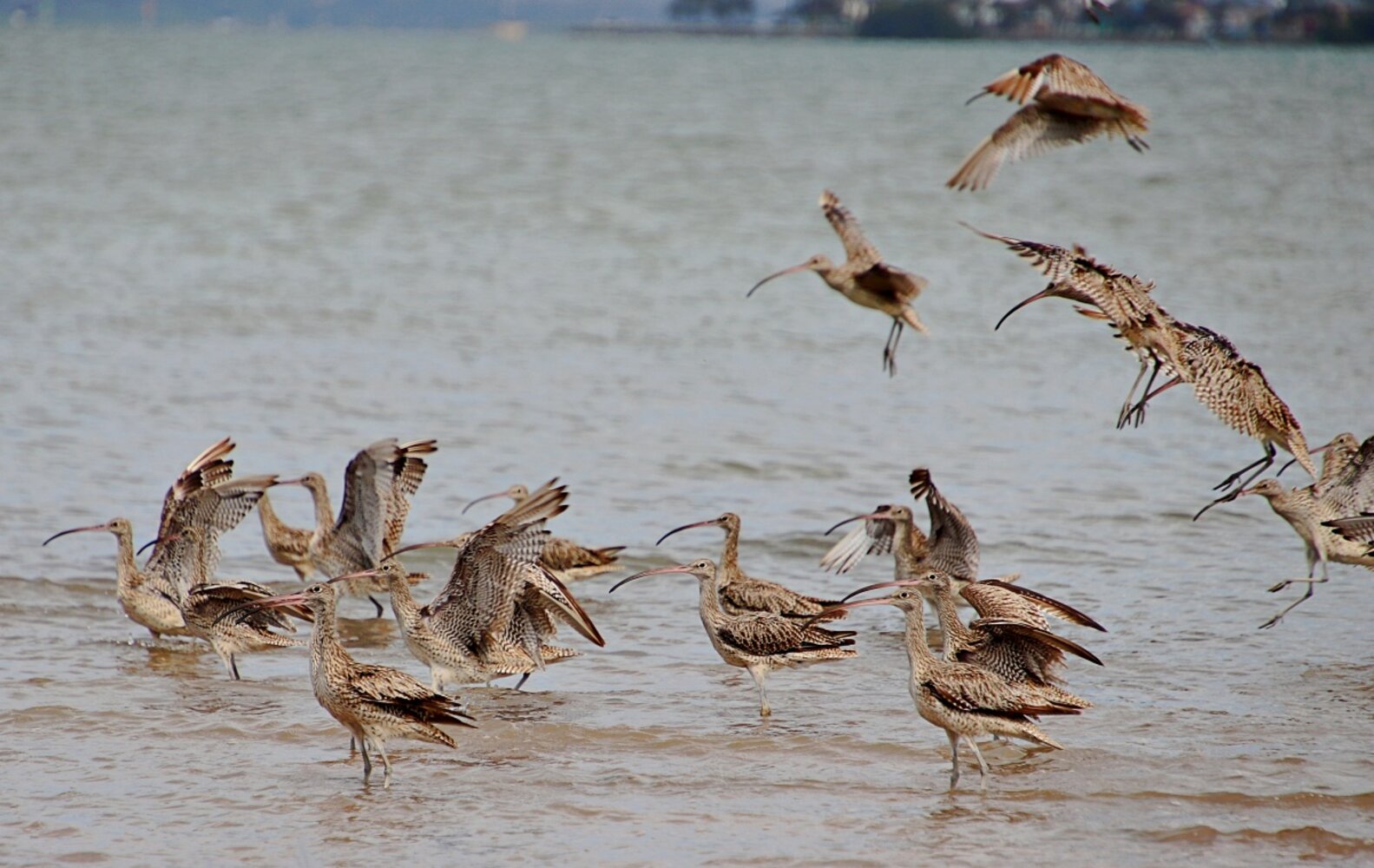 Woman Accidentally Takes Strangest Optical Illusion Photo Of Bird - The ...