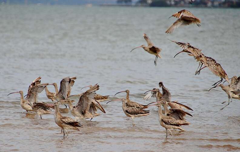 optical illusion bird