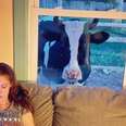 A cow looks through a living room window.