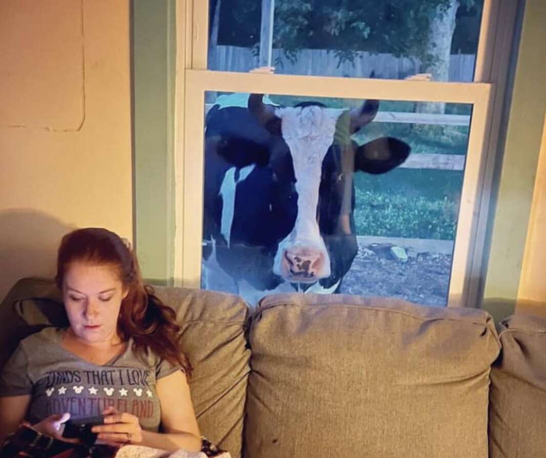 A cow looks through a living room window.