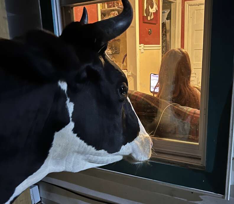 A cow looks through a window from the outside.