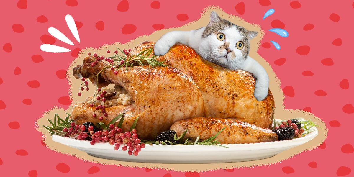 Can cats store eat grilled chicken