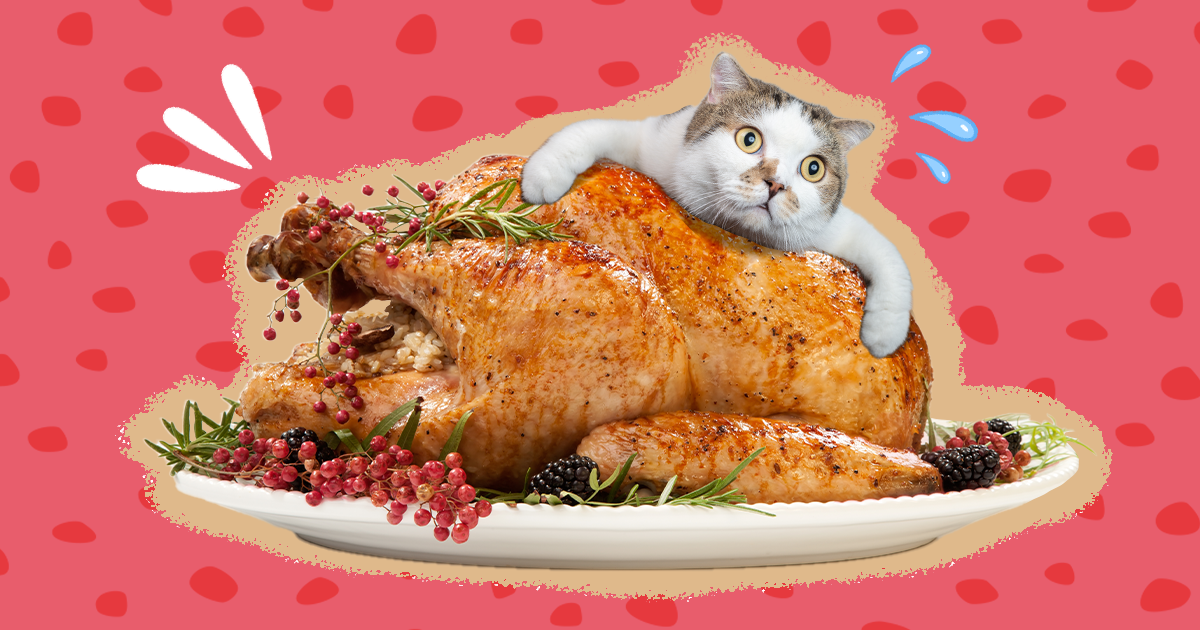 Can cats 2025 eat raw turkey