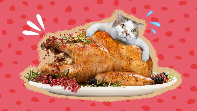 can cats eat turkey
