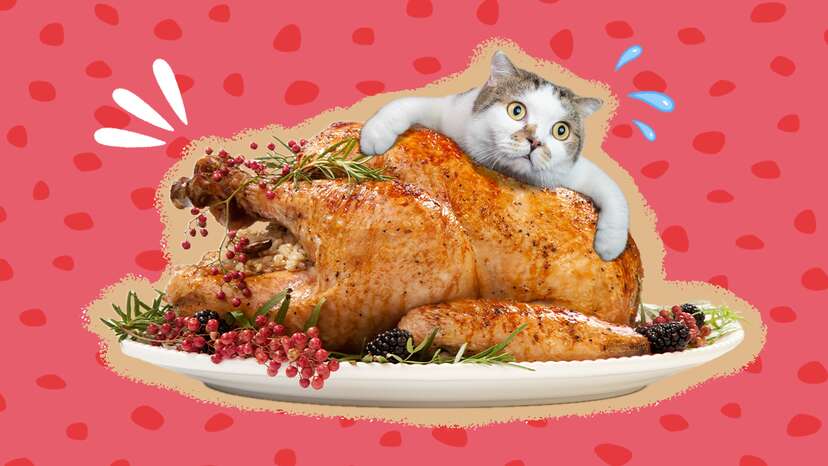 Can cats on sale eat cooked turkey