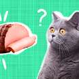 can cats eat ham