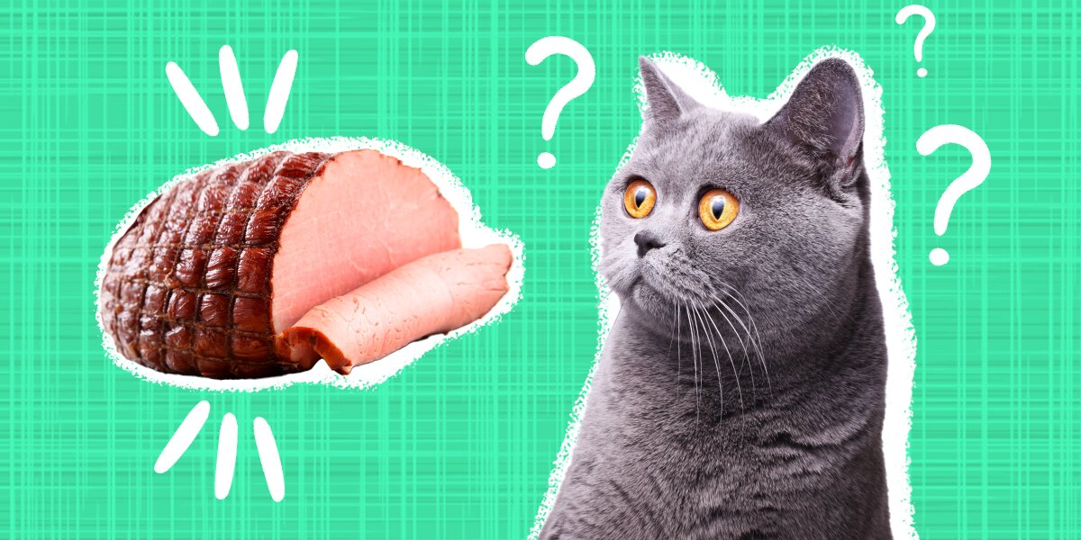 Can Cats Eat Ham Safely? And How Much Is Too Much? - DodoWell - The Dodo