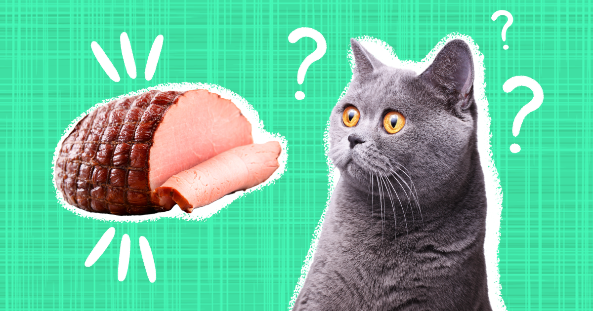 Is ham 2025 good for cats