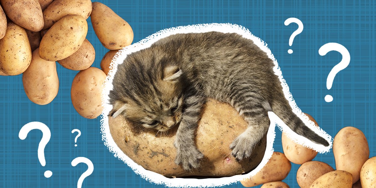 Cat potato hotsell