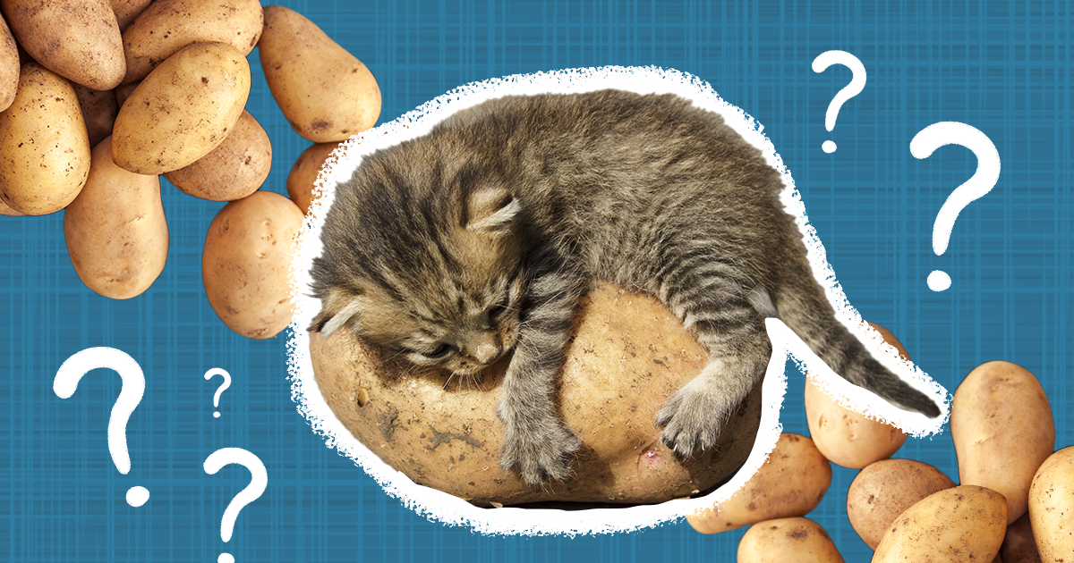 Are potatoes shop poisonous to cats