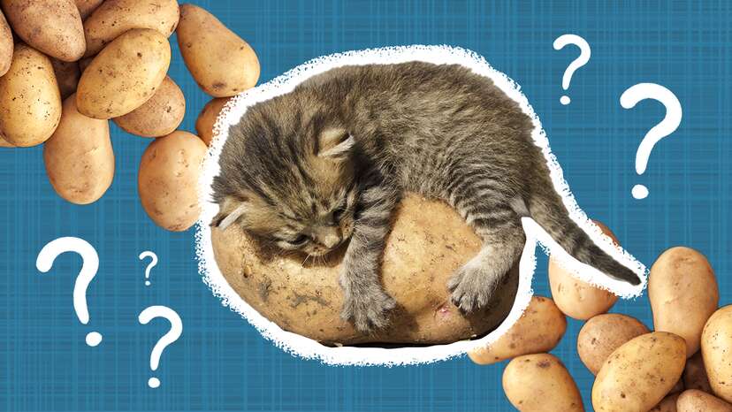 Cat ate 2025 raw potato