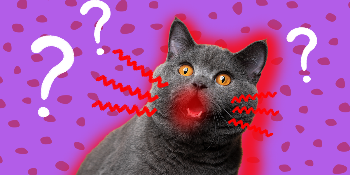 Stomatitis In Cats What Pet Parents Need To Know DodoWell The Dodo