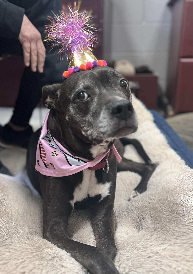 A small black dog wears a birthday hat.