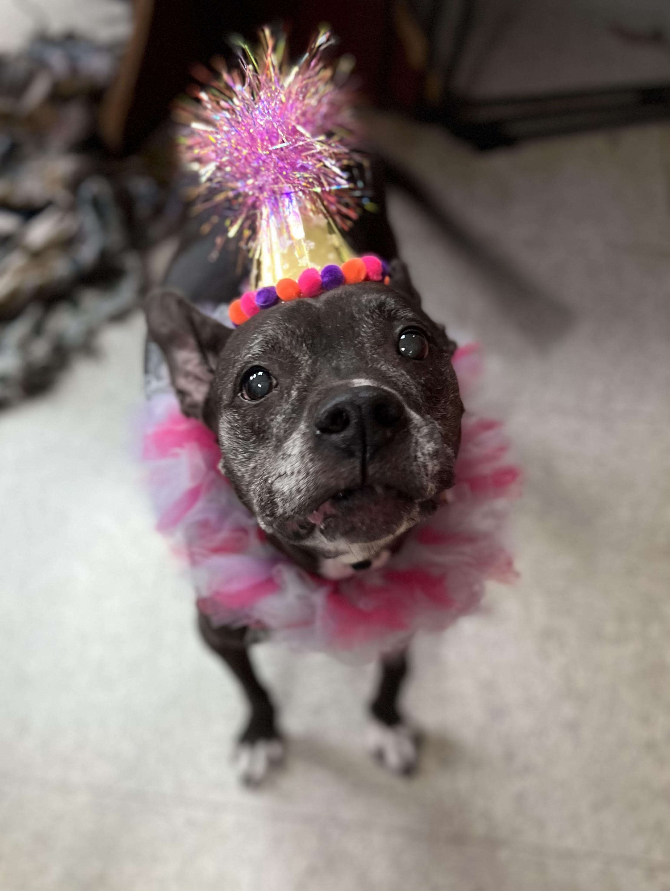Everyone enjoys a senior dog's surprise party.