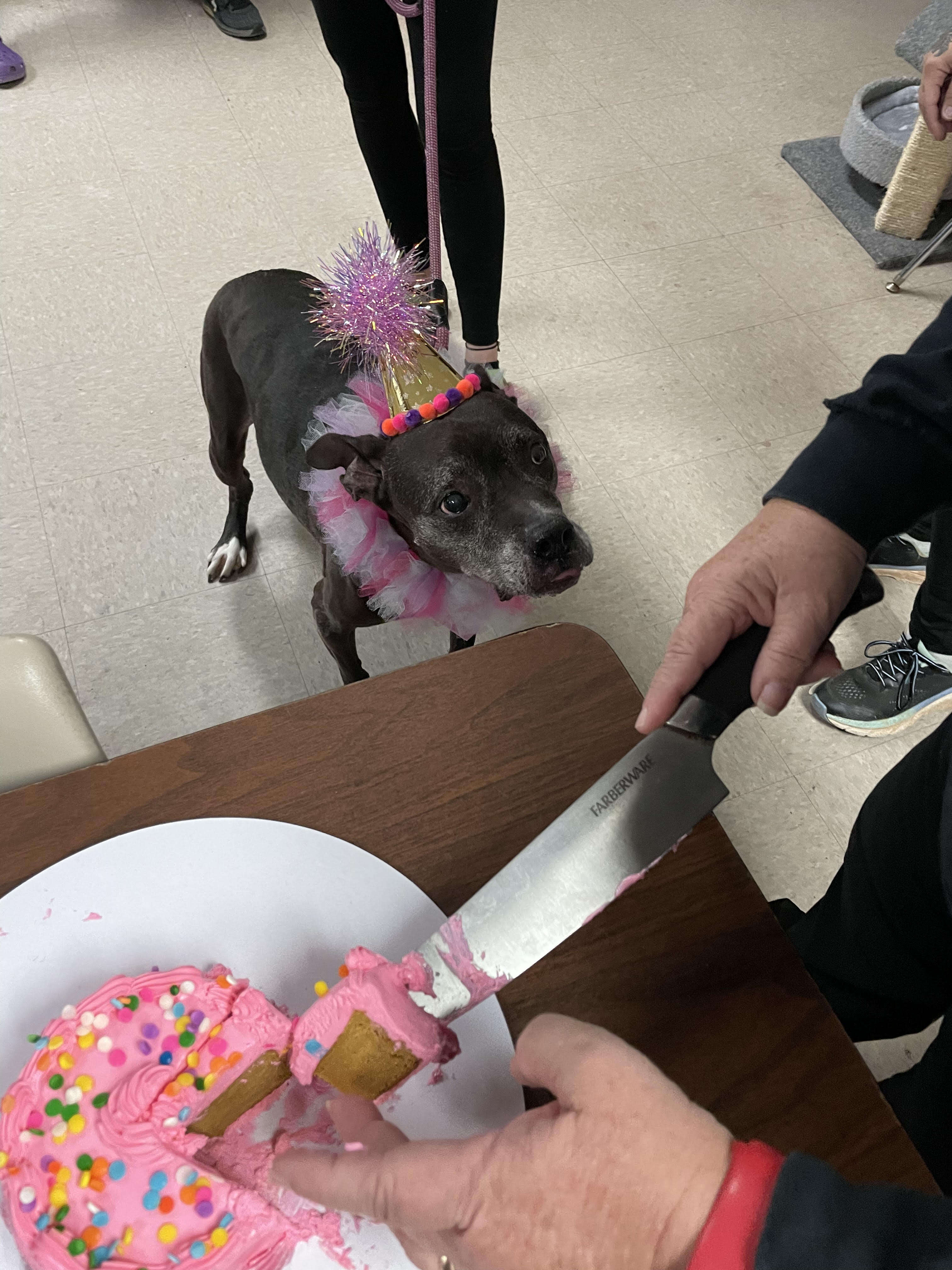 A senior dog waits for her cake.