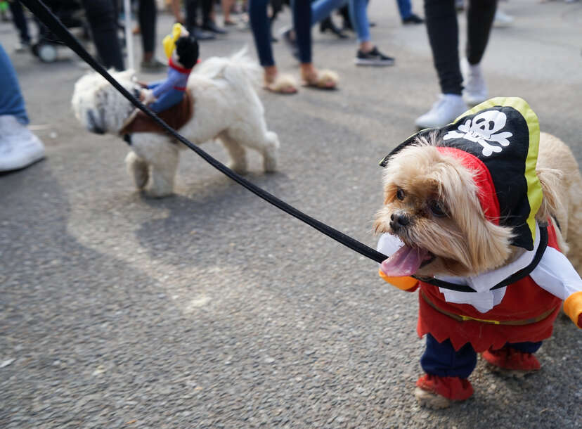 Check Out These Costumes from the Tompkins Square Halloween Dog