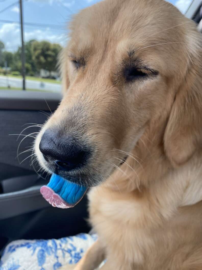dog tongue blue