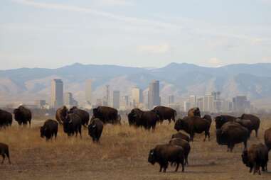 Rocky Mountain Arsenal National Wildlife Refuge