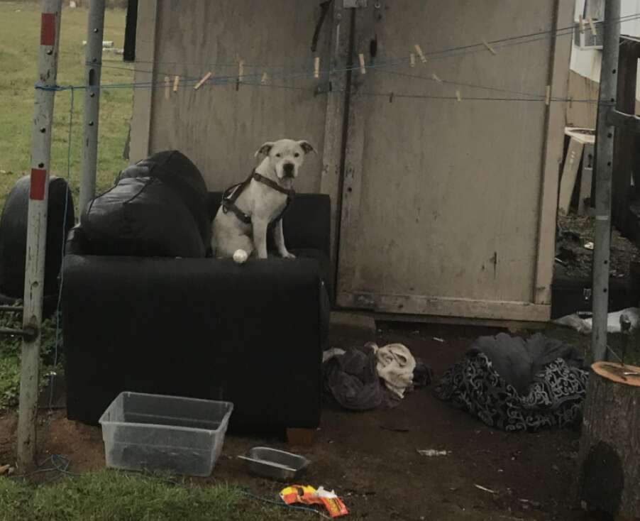 dog on couch