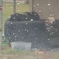 Woman Spots An Abandoned Dog Waiting In The Rain For His Family To Return