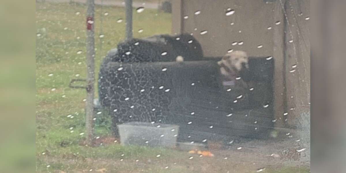 Woman Spots An Abandoned Dog Waiting In The Rain For His Family To ...