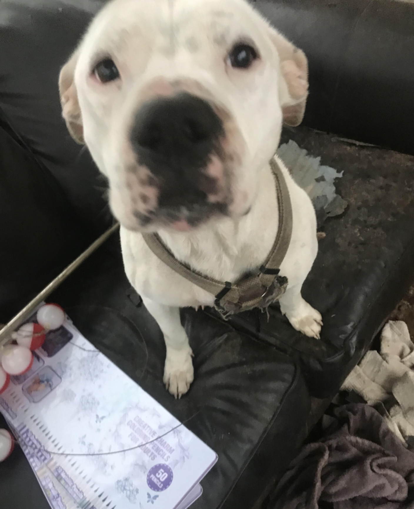 Woman Spots An Abandoned Dog Waiting In The Rain For His Family To ...