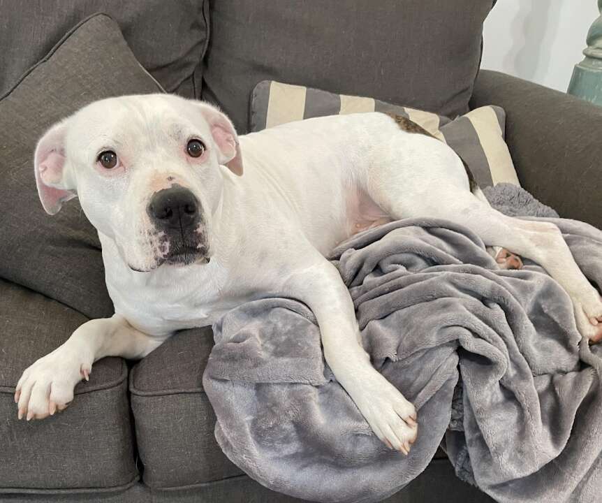dog sitting on couch