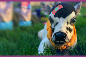 baby cow laying in grass