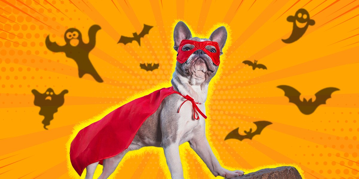 Large dog superhero outlet costumes