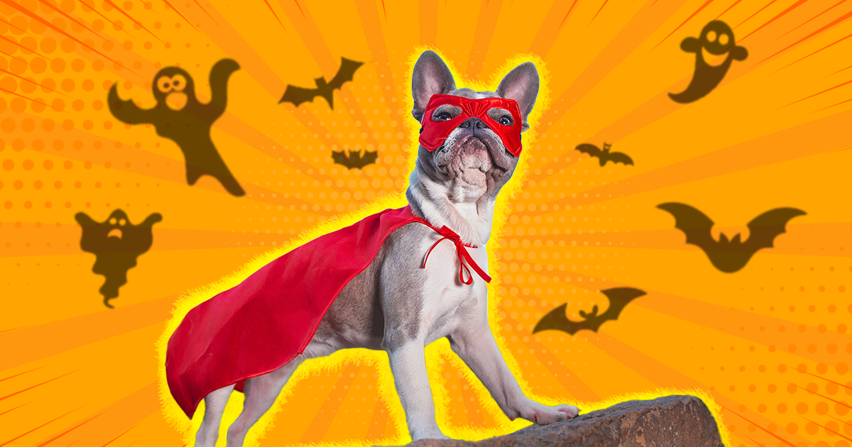 DIY Pet Halloween costumes - Your Modern Family