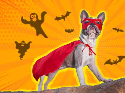 Superhero Dog Costume The 9 Best Options For Halloween 2022