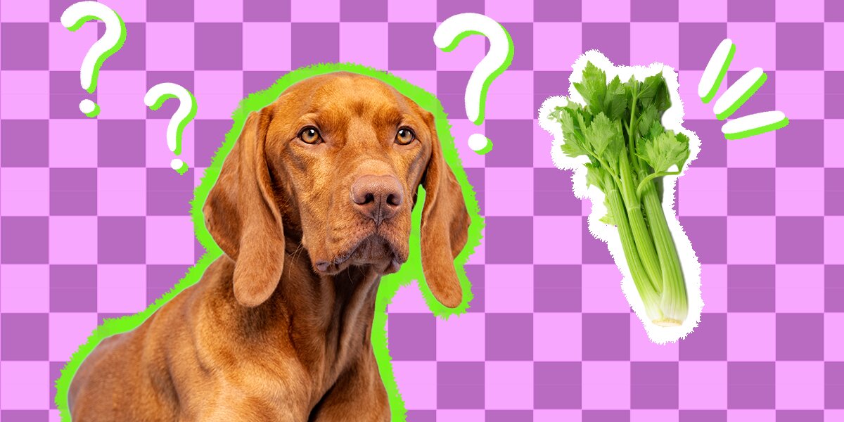 Can dog have store celery