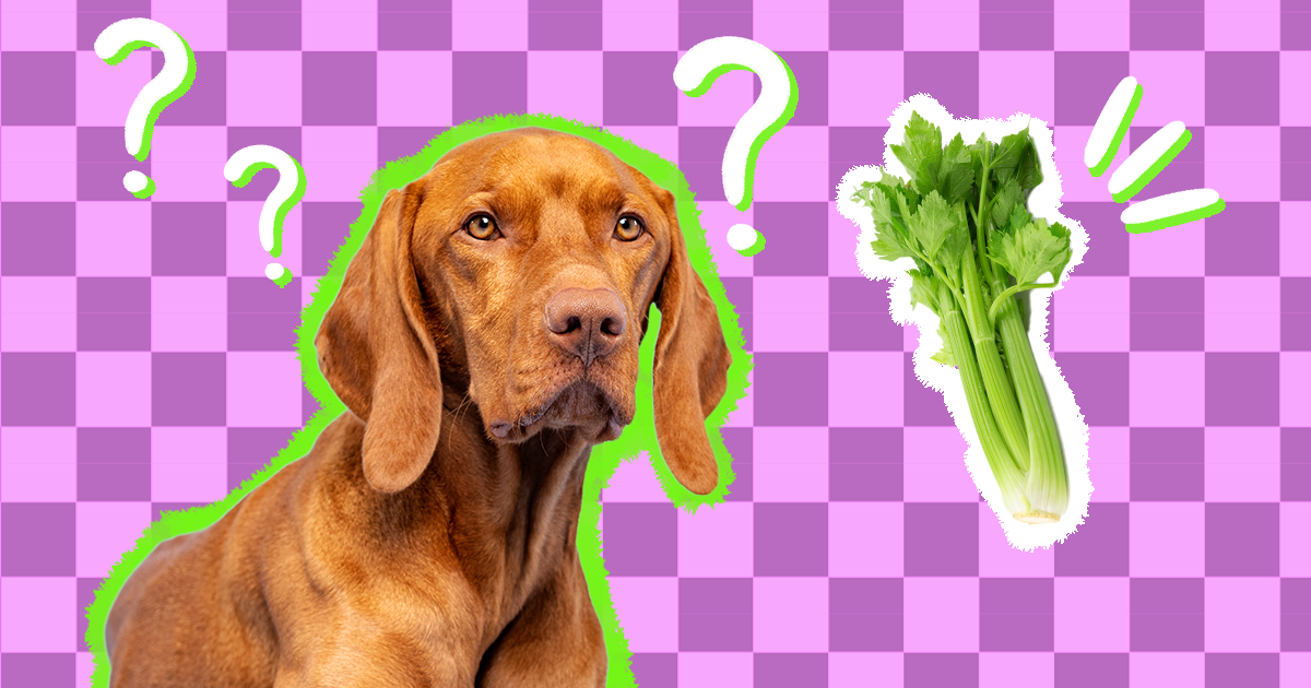 Can Dogs Eat Celery A Pet Nutritionist Weighs In DodoWell The