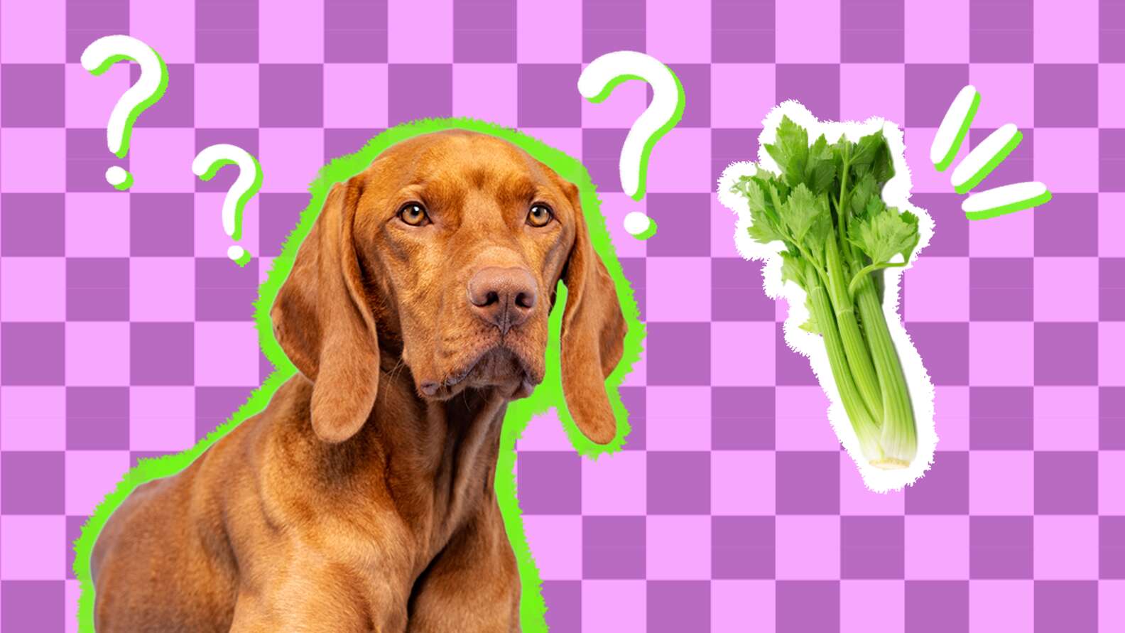 Can Dogs Eat Celery A Pet Nutritionist Weighs In DodoWell The Dodo can-dogs-eat-celery-a-pet-nutritionist-weighs-in-dodowell-the-dodo