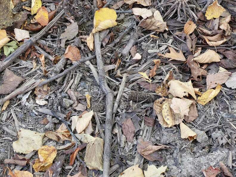 Snake Finds Perfect Spot To Practice Camouflage Skills - The Dodo