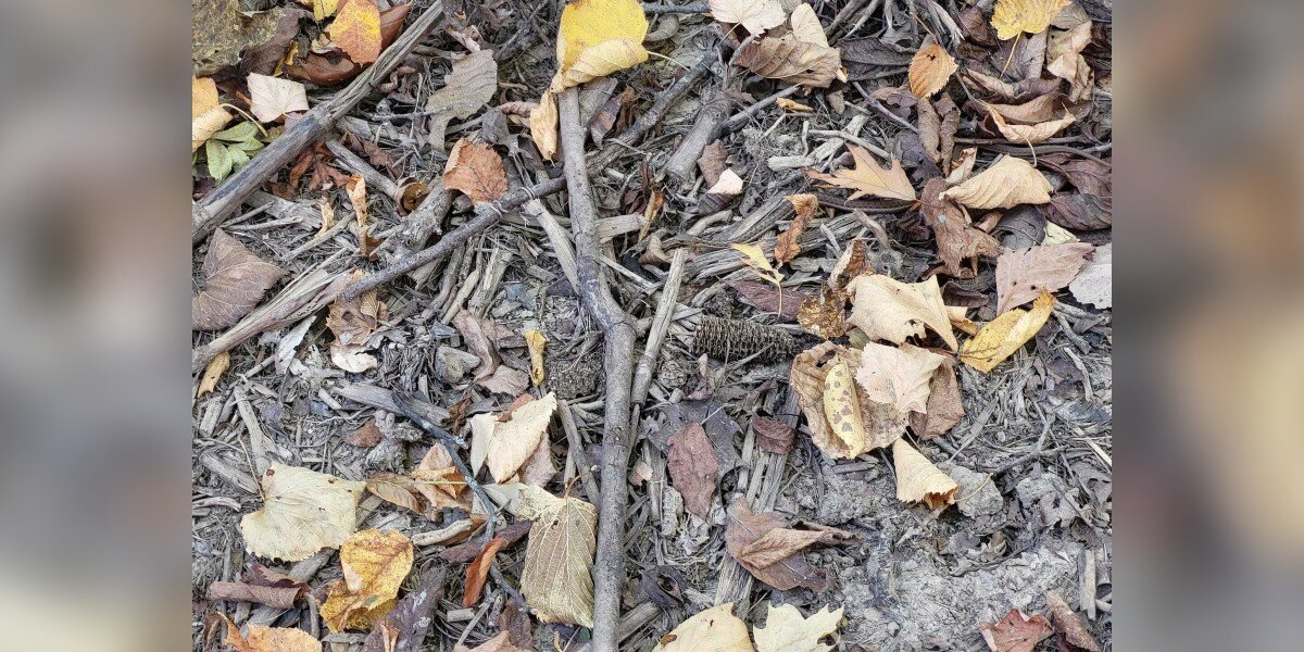 Snake Finds Perfect Spot To Practice Camouflage Skills - The Dodo