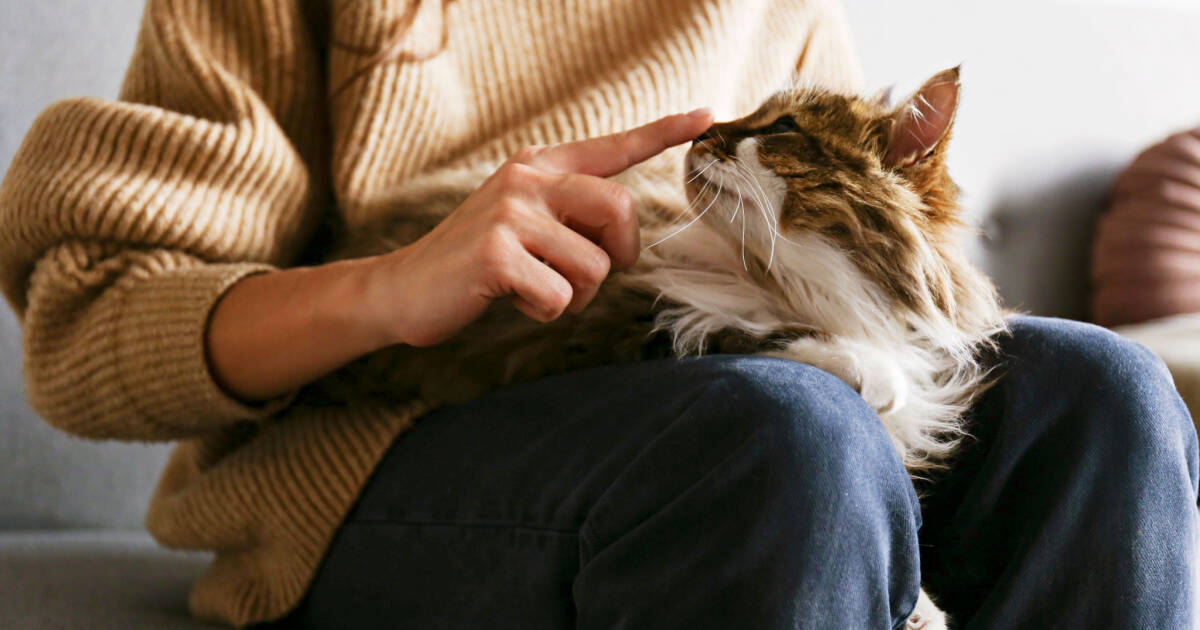 Cats React to 'Baby Talk' From Their Owners, but Not Strangers