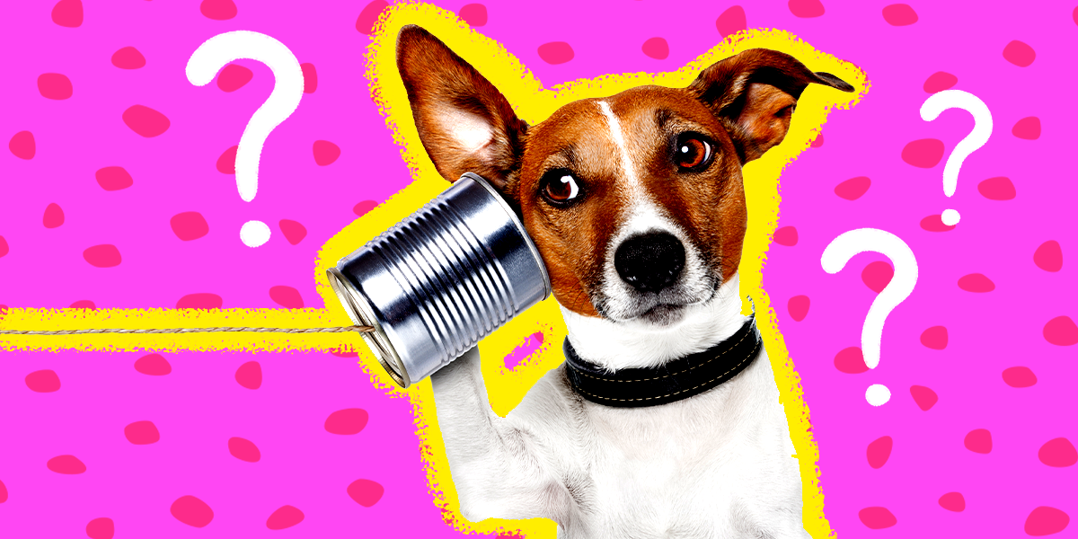 3 Common Ways People Misunderstand Their Dogs, According To Experts ...