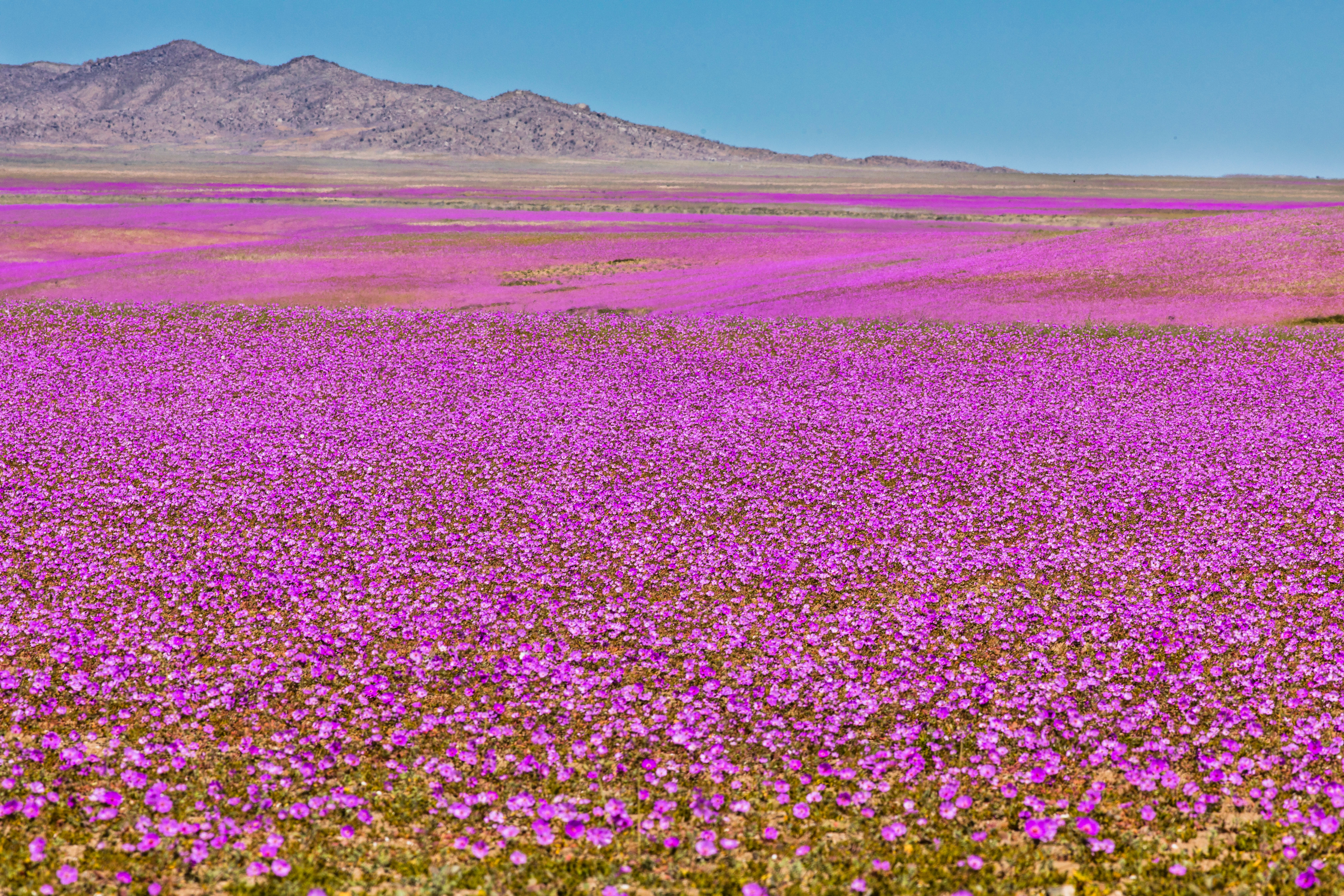 See This Chilean Desert Filled with More Than 200 Species of Flowers