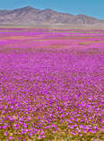 See This Chilean Desert Filled with More Than 200 Species of Flowers