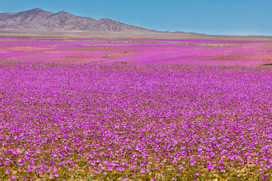 El desierto de Atacama de Chile está lleno de más de 200 especies de flores