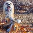 Rescue Foxes Are Thrilled To See A Special Treat Donated Just For Them