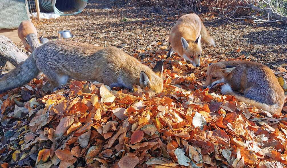 foxes play in leaves 