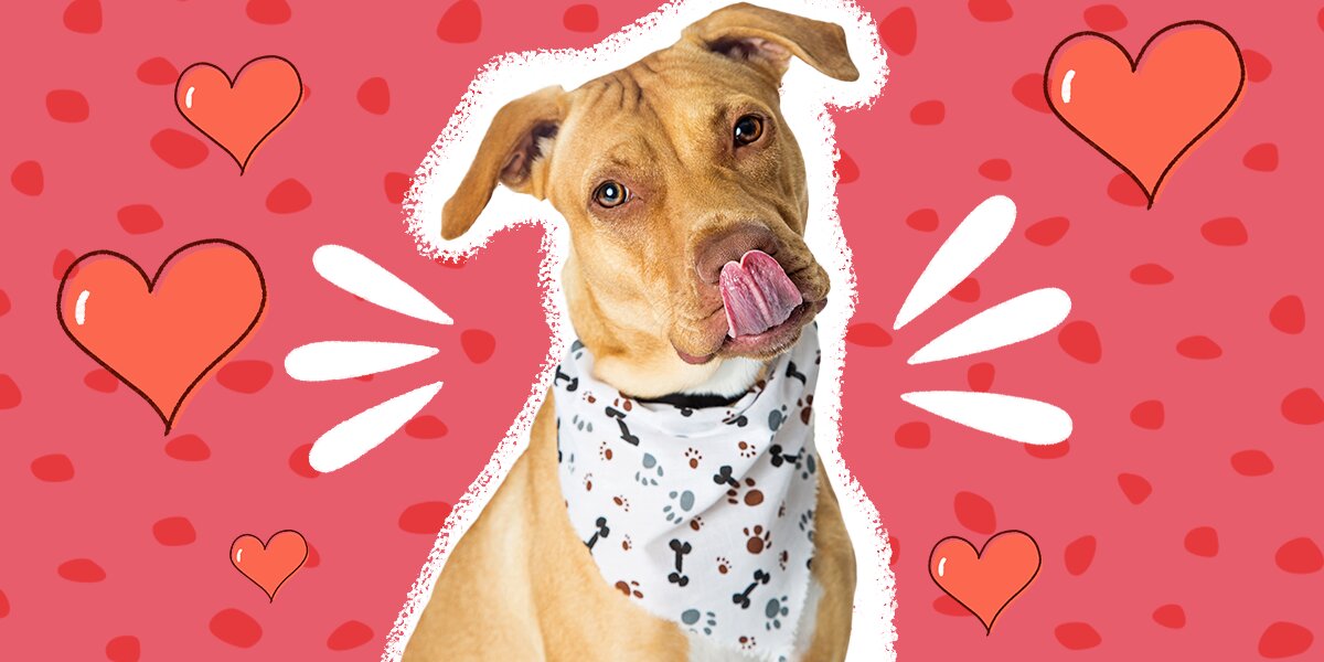 12 Dog Bandanas For Every Season And Occasion - DodoWell - The Dodo