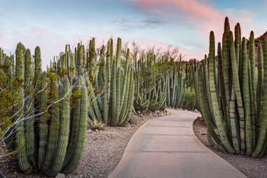 Desert Botanical Garden