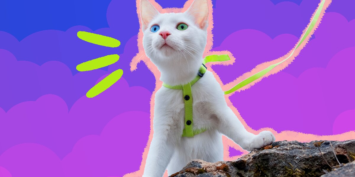 Best harness for small cheap cats